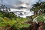 Waimangu w mist in amongst bush 590x392