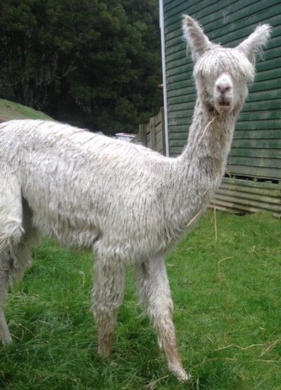 A goofy looking alpaca.