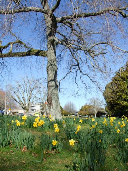 Spring daffodils at Kuirau Park, Rotorua, NZ.