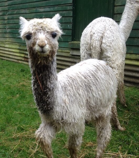 Baby alpaca are called cria.