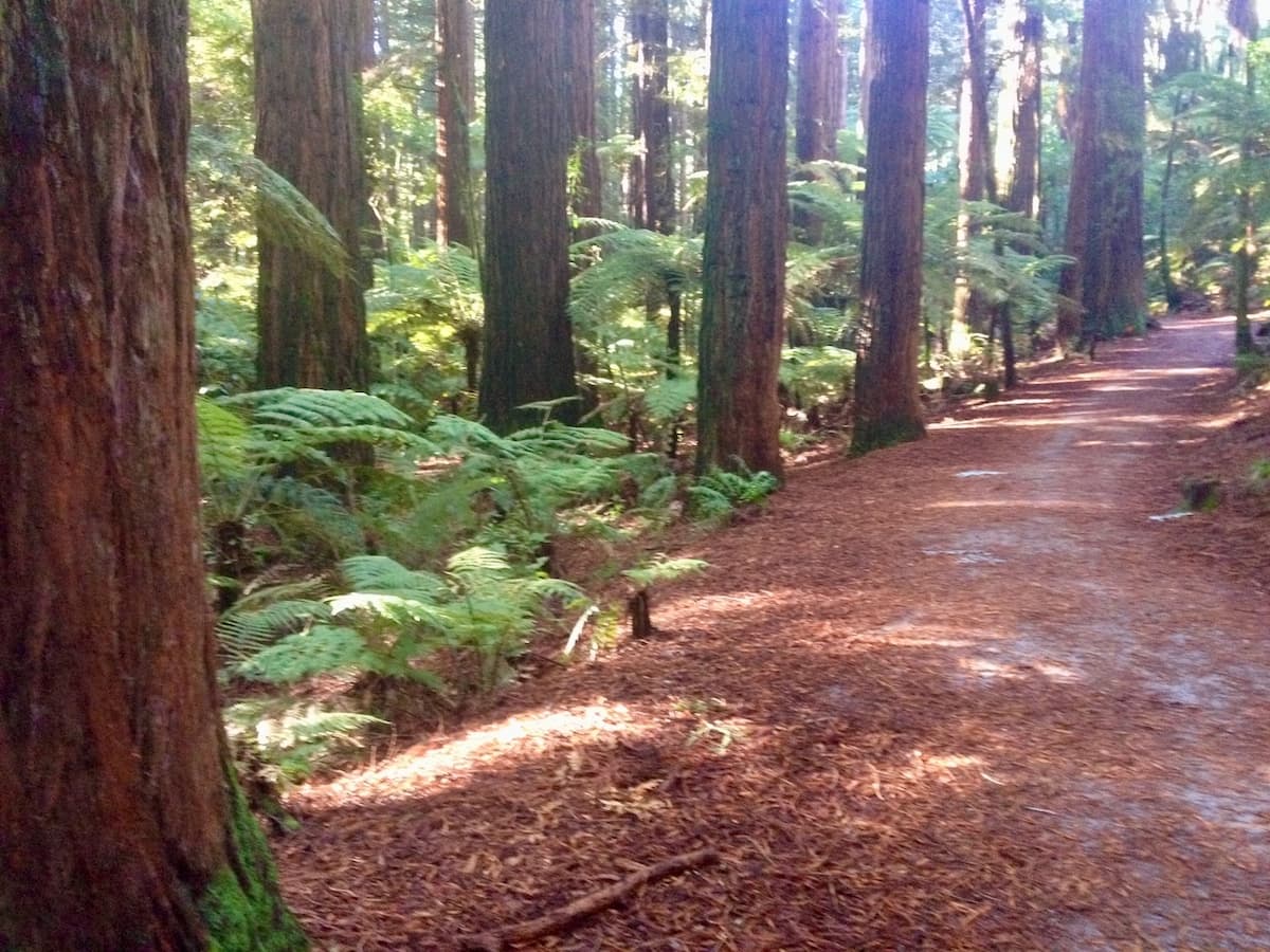 Redwoods Forest at Rotorua