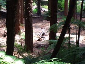 Rotorua Mountain Biking - A Young Guy Practising His Bike Skills