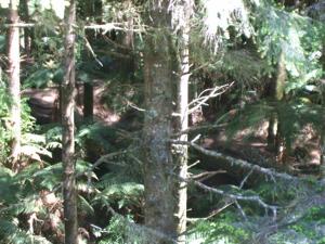 Rotorua Mountain Biking - Can you see it? One of the many tracks.