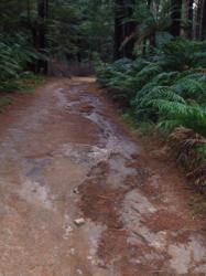 Rotorua Mountain Biking - One of the many trails