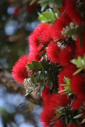 Pōhutukawa flowers